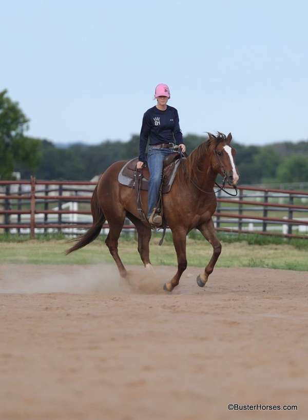 husband-safe-quarter-horse