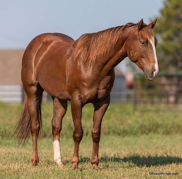 kid-safe-quarter-horse