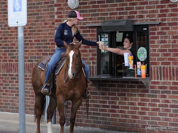 ranch-quarter-horse