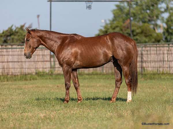 roping-quarter-horse