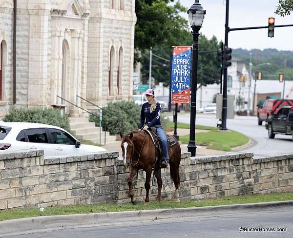 show-experience-quarter-horse