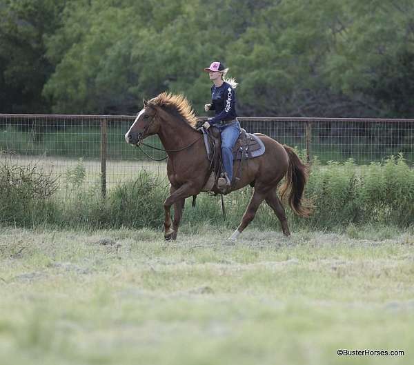 show-quarter-horse