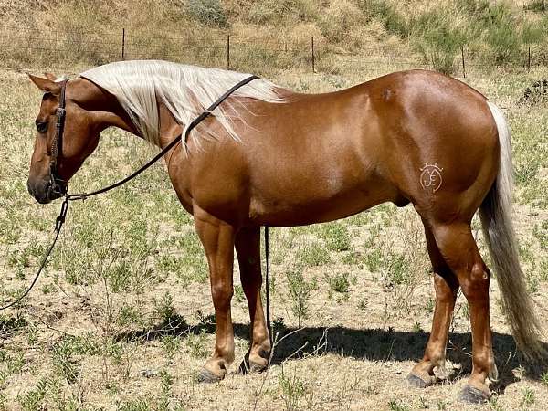 palomino-none-horse