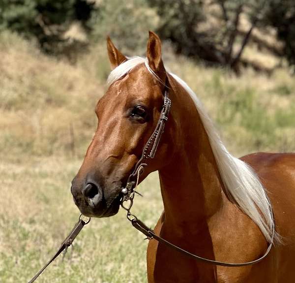 ranch-work-quarter-horse