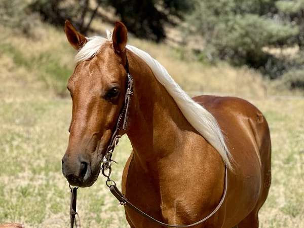 beginner-safe-quarter-horse