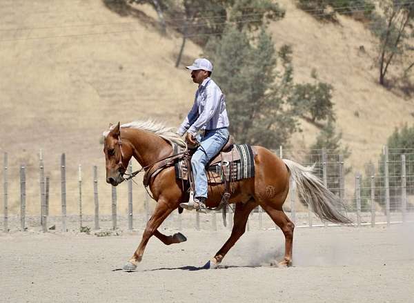 flashy-quarter-horse