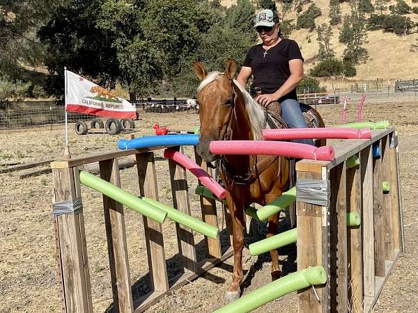 husband-safe-quarter-horse