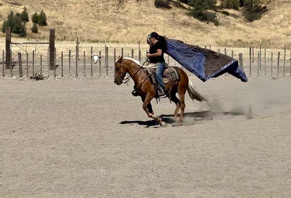 ranch-quarter-horse