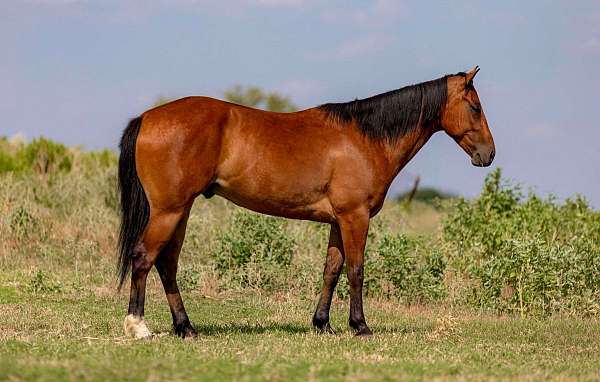 bay-sock-horse