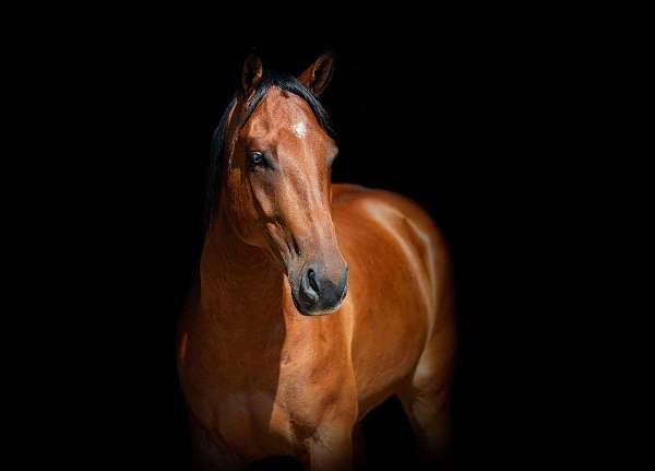 ranch-work-quarter-horse