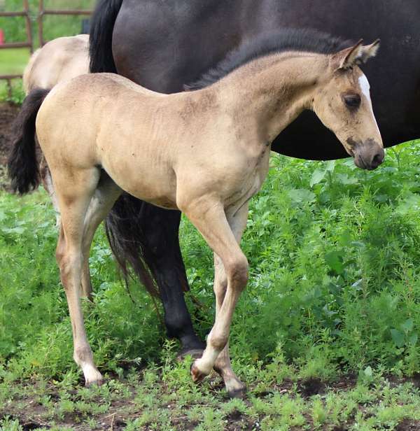 buckskin-filly-morgan-horse