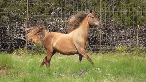 rocky-mountain-horse-for-sale-in-texas