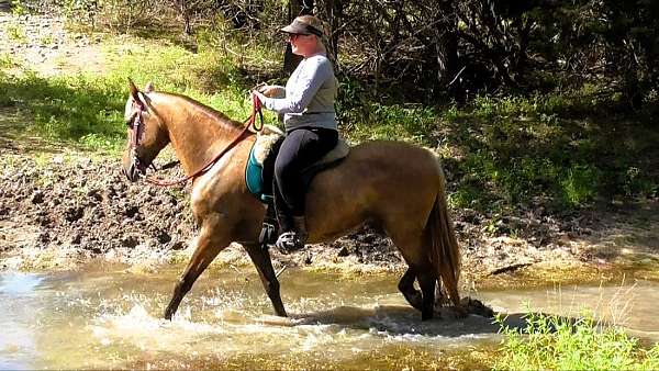 missouri-foxtrotter-rocky-mountain-horse