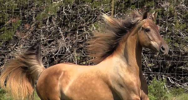 cow-horse-rocky-mountain