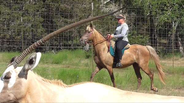 wife-safe-rocky-mountain-horse