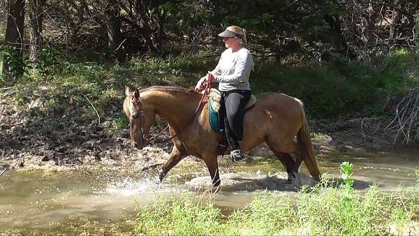 grandma-safe-rocky-mountain-horse