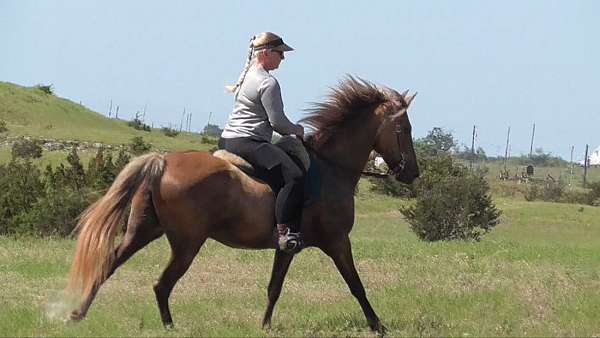 bombproof-rocky-mountain-horse