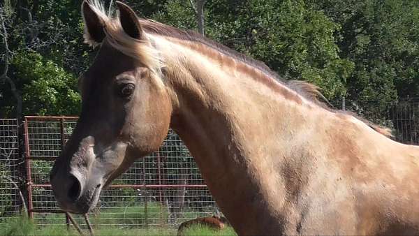 4-beat-gait-rocky-mountain-horse