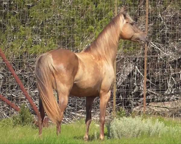 amble-rocky-mountain-horse