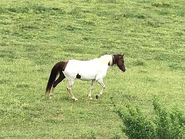 brown-black-color-horse