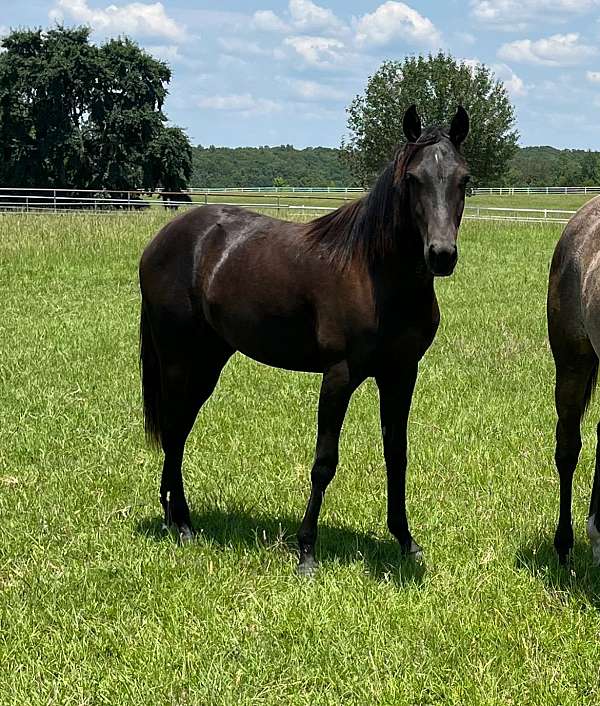 half-arabian-yearling