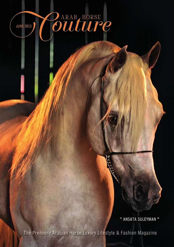 arabian-quarter-horse-stallion