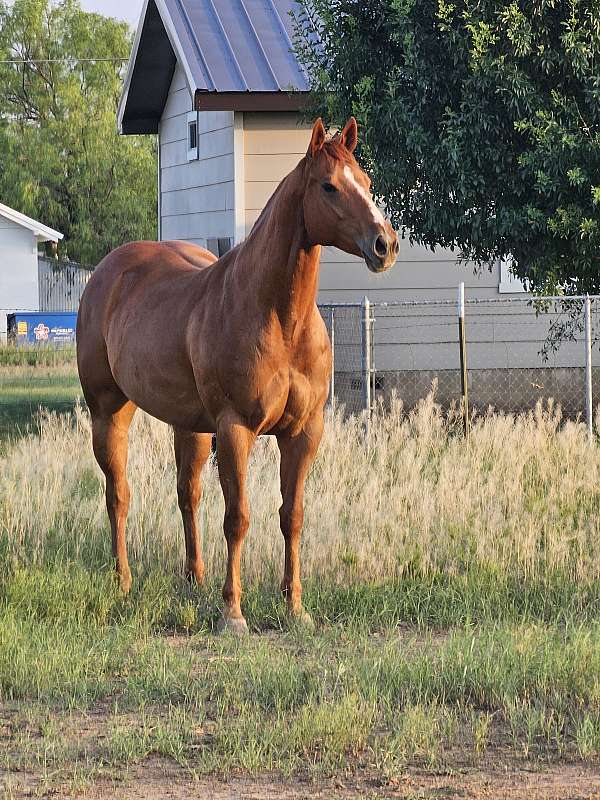 qh-for-sale-mare