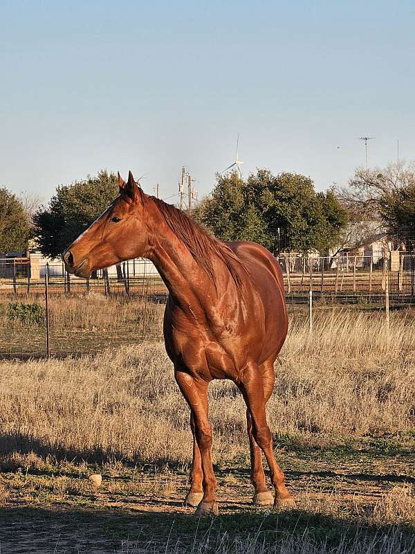 barrel-racing-pole-horse