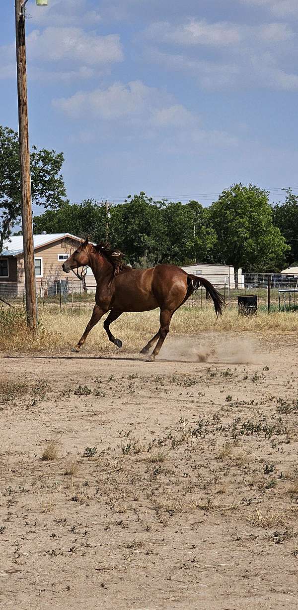 soggy-mare