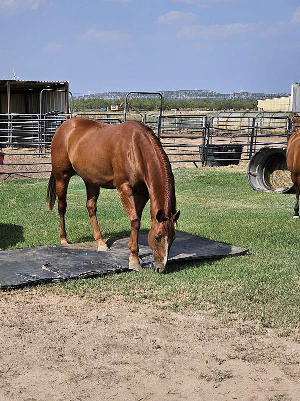 barrel-race-quarter-horse