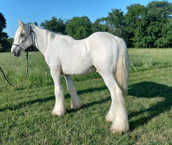 palomino-gypsy-vanner-colt-yearling