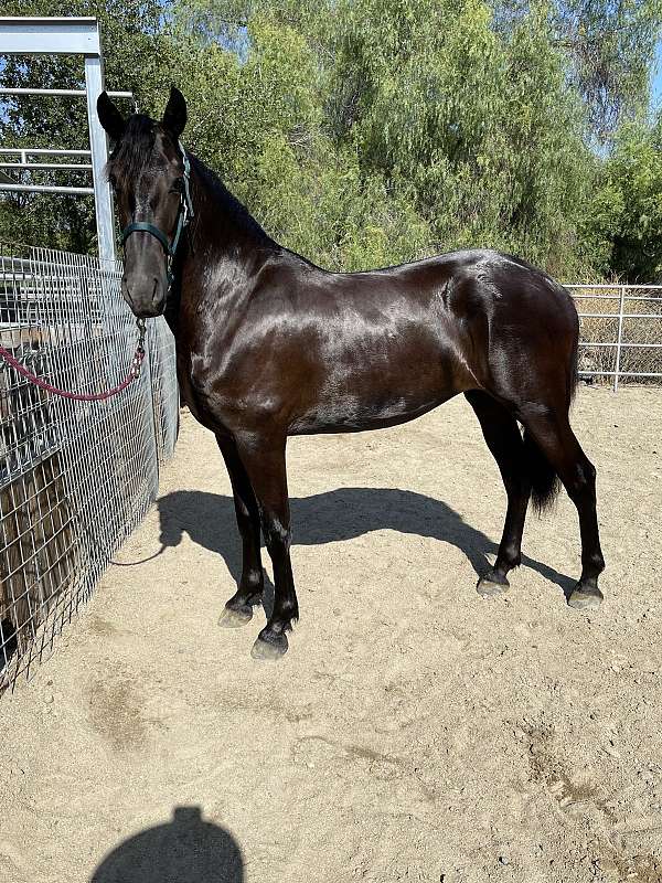 black-mare-for-sale