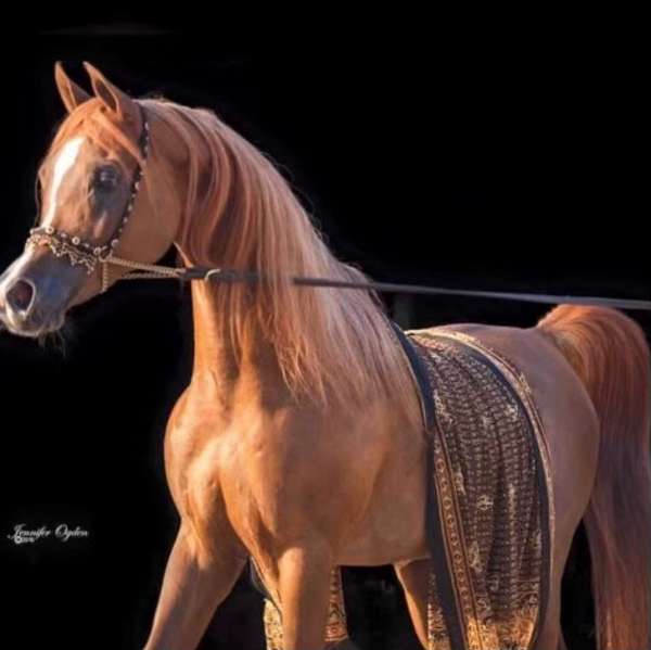 chestnut-arabian-stallion