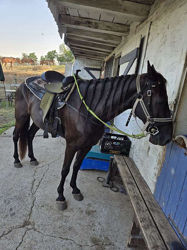 tennessee-walking-gelding