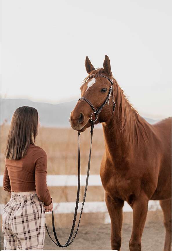 parentage-qualified-gelding