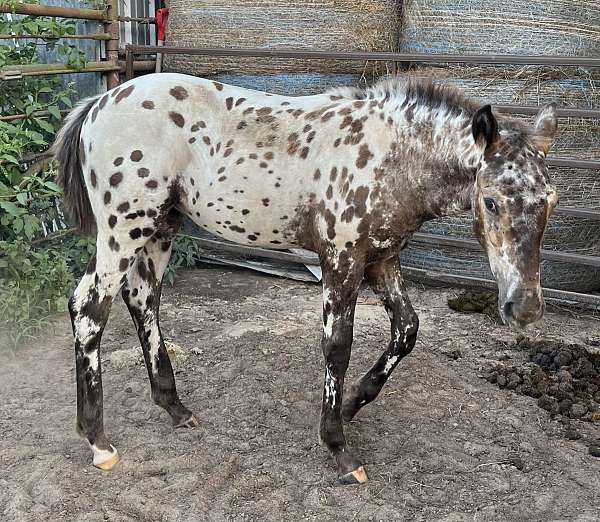 black-peacock-spots-over-entire-body-horse