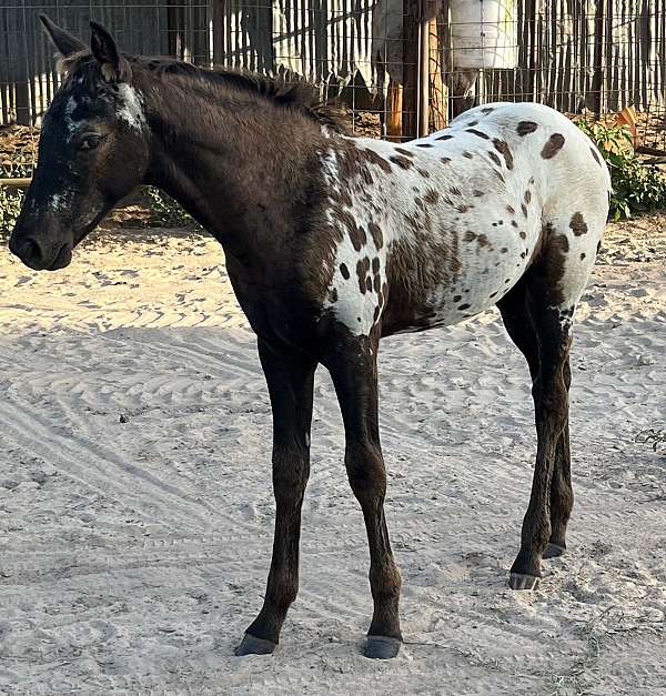 black-spotted-near-leapord-horse