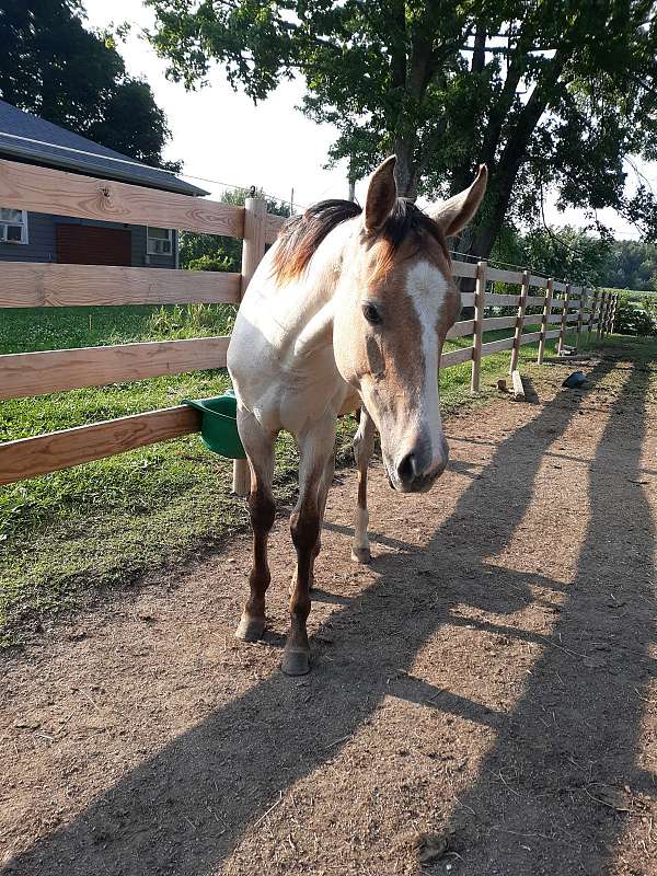 ranch-trail-colt-yearling