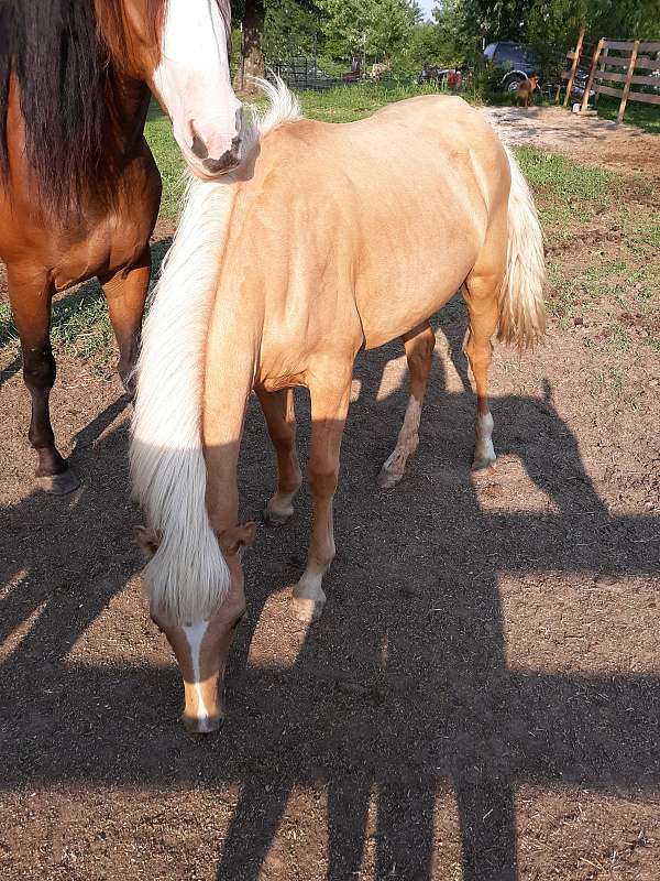 palomino-filly