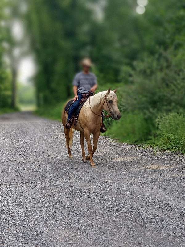 quarter-horse-filly