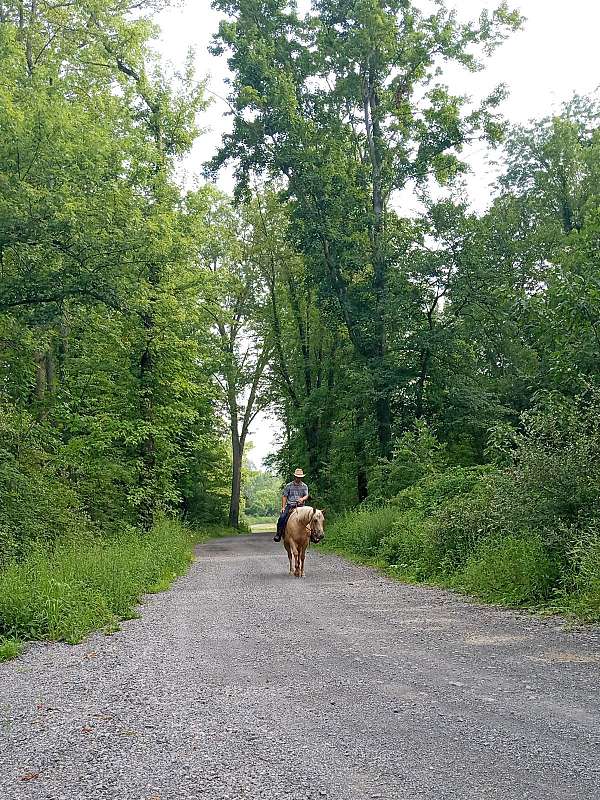 aqha-filly