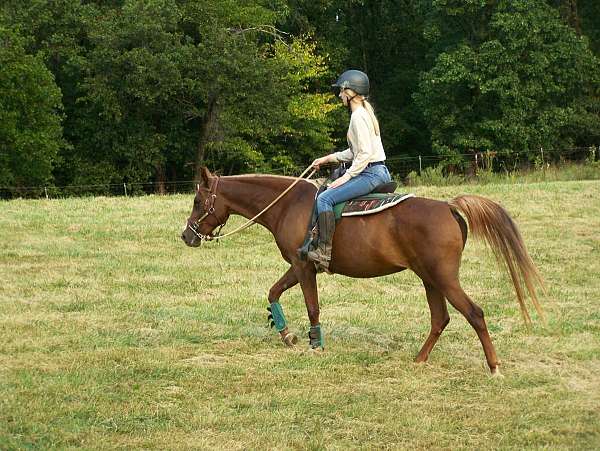 arabian-horse