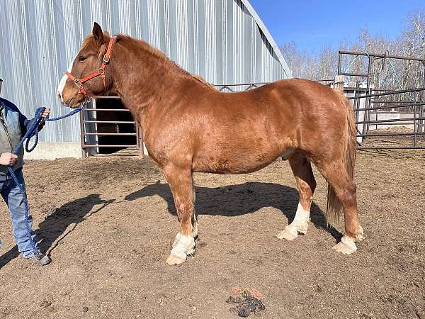 belgian-gelding