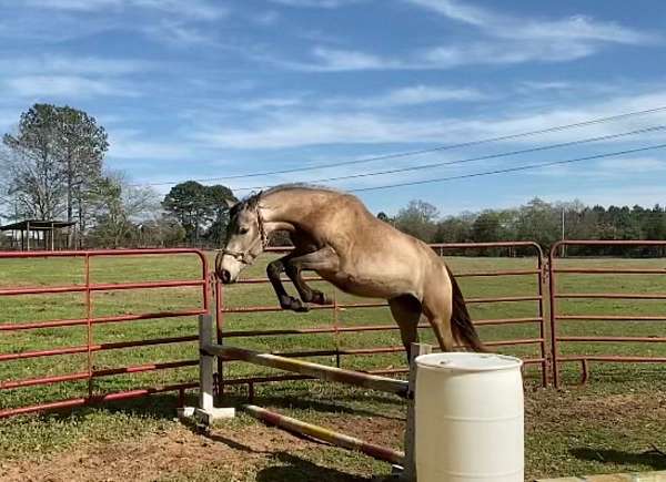 buckskin-connemara-pony-filly-weanling