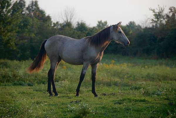 aiken-connemara-pony