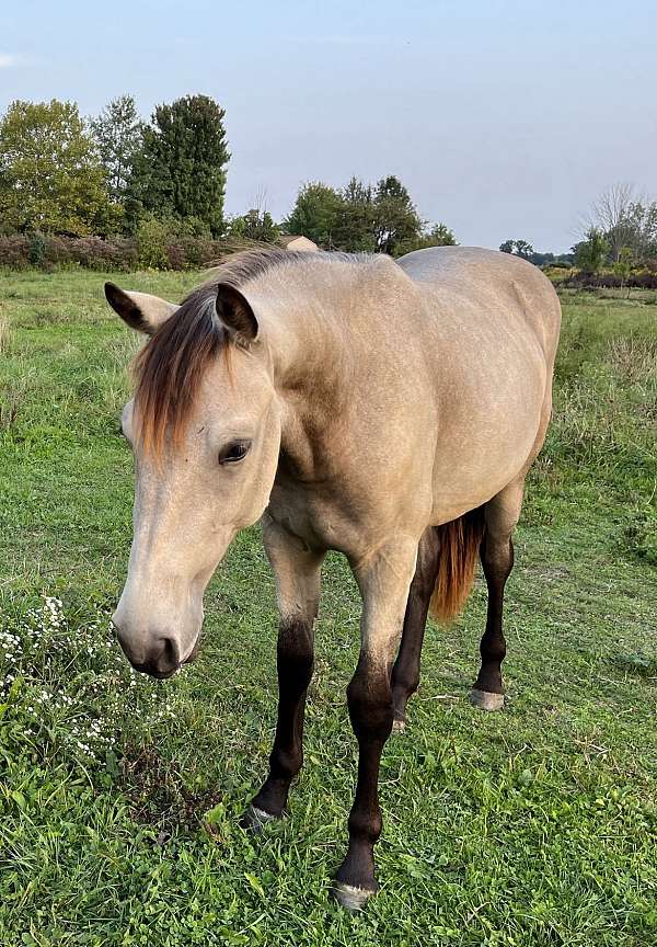 back-connemara-pony