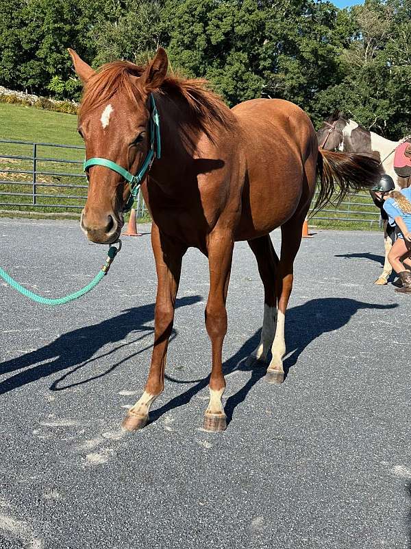 quarter-horse-gelding