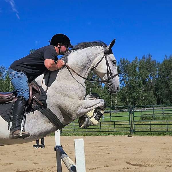 cross-trail-lipizzan-warmblood-horse