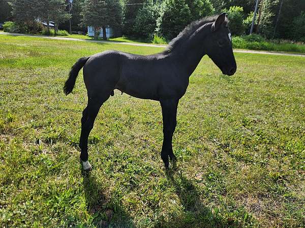 grey-canadian-colt