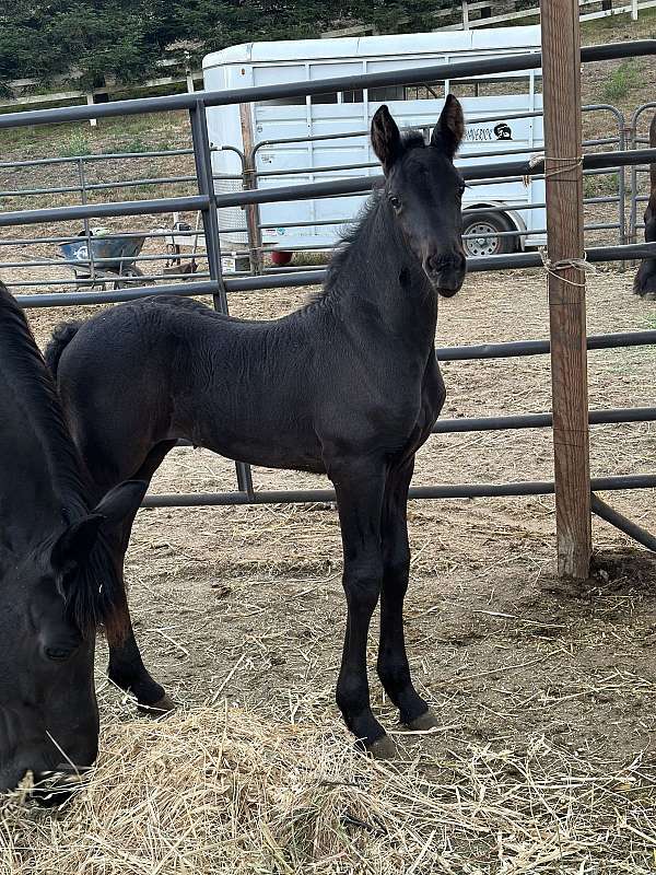 friesian-filly